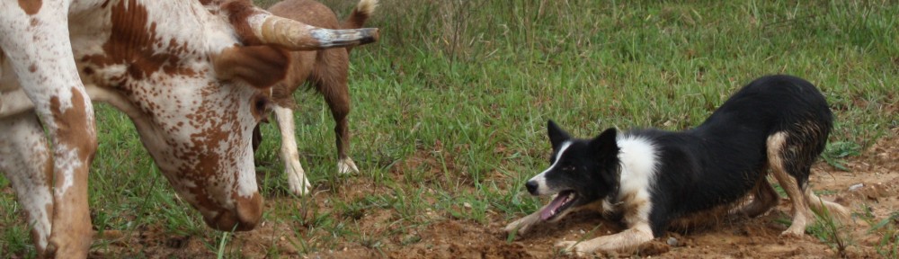 border collie kennels
