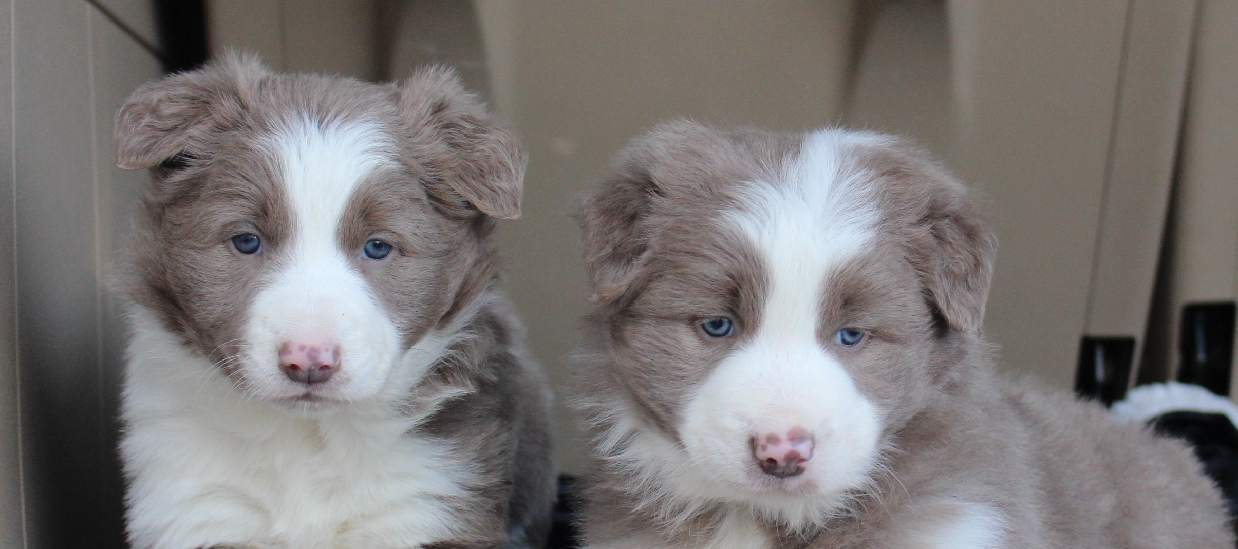 ABCA Red Border Collie Puppies for Sale, Alabama C Bar C