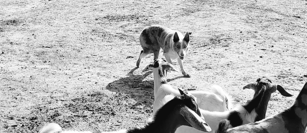 agility border collie puppies for sale